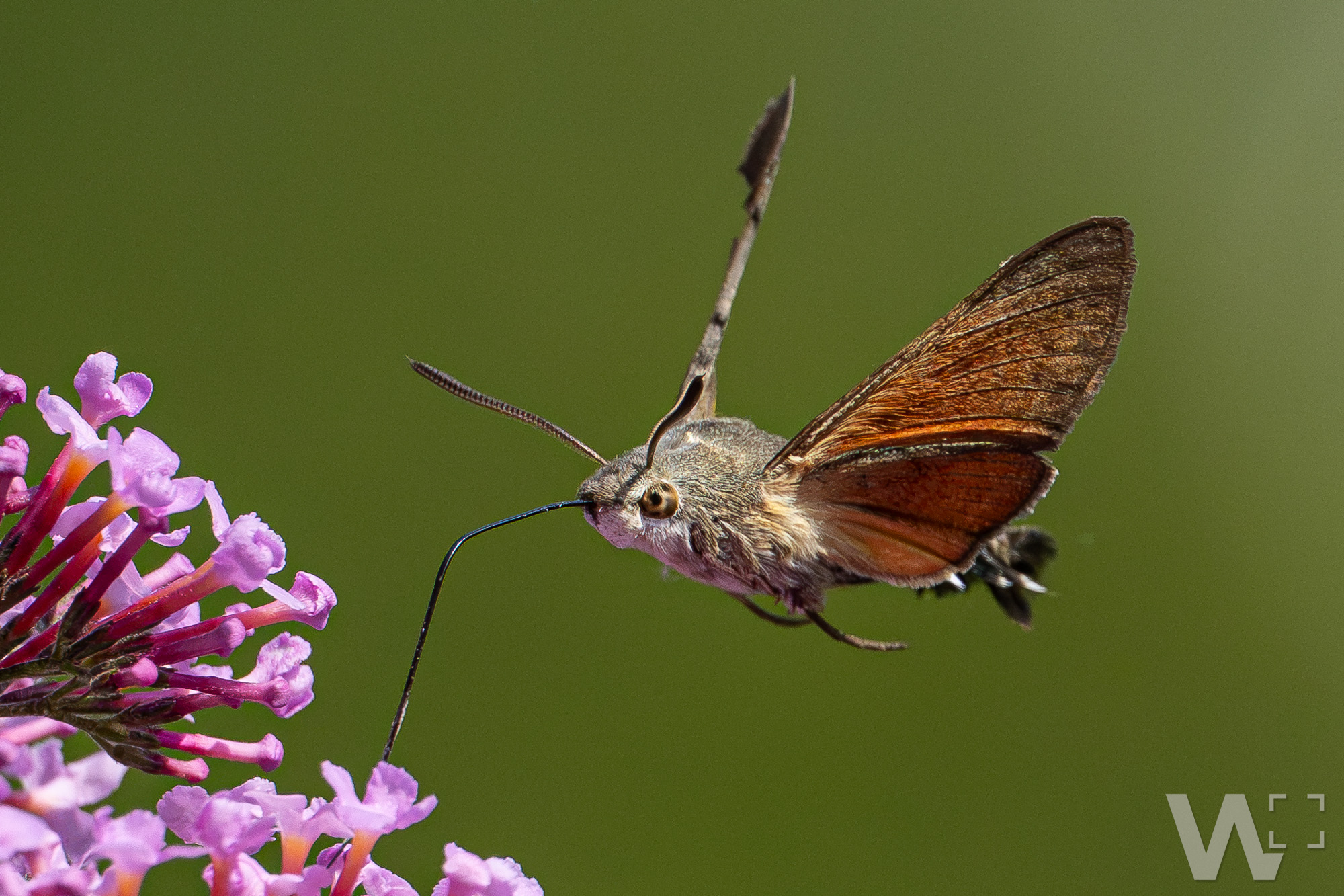Taubenschwänzchen: Flugkünstler im Schwirrflug Taubenschwänzchen im Schwebeflug vor Blüte