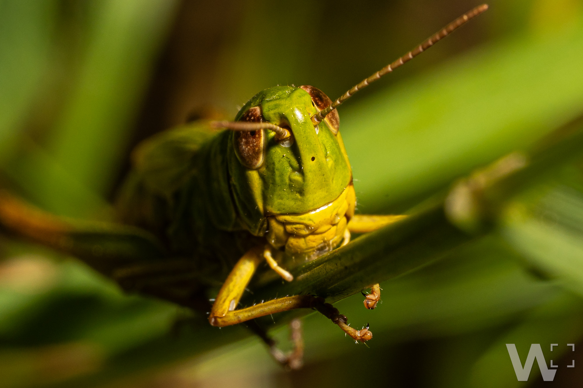 Feldheuschrecke auf Augenhöhe Feldheuschrecke an Grashalm, Nahaufnahme des Gesichts.